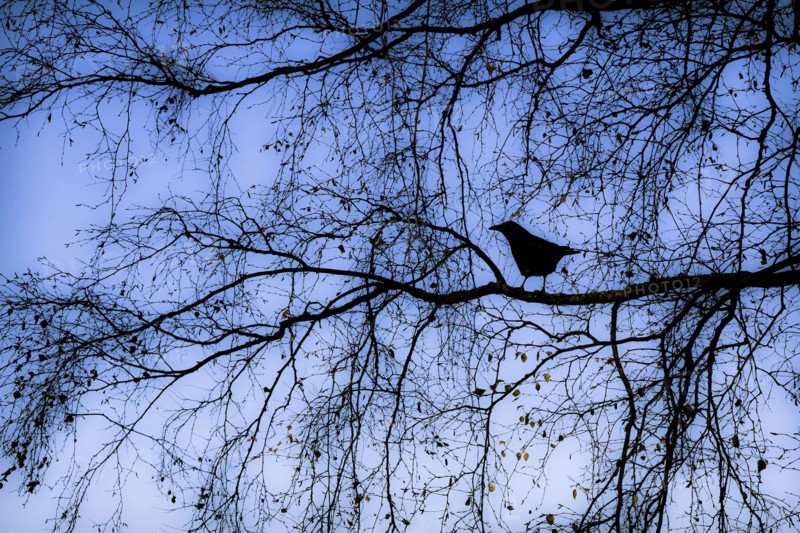 Silhouette of bird on tree branch