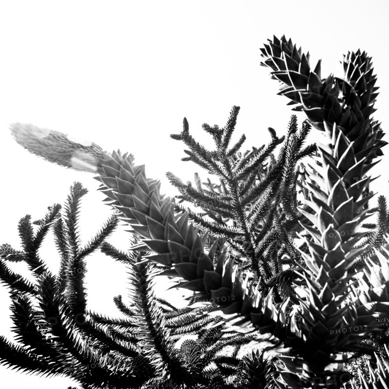 Tree branches under sky