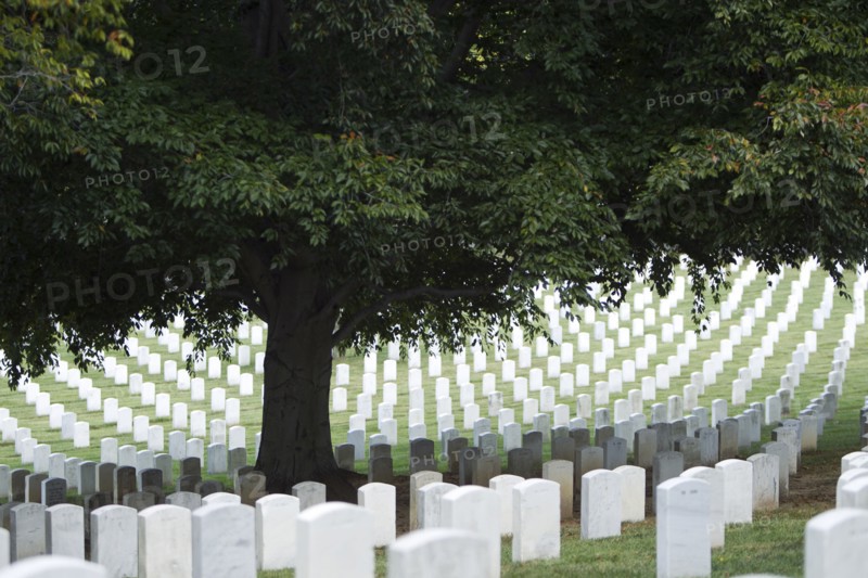 Tree shading headstones in military cemetery