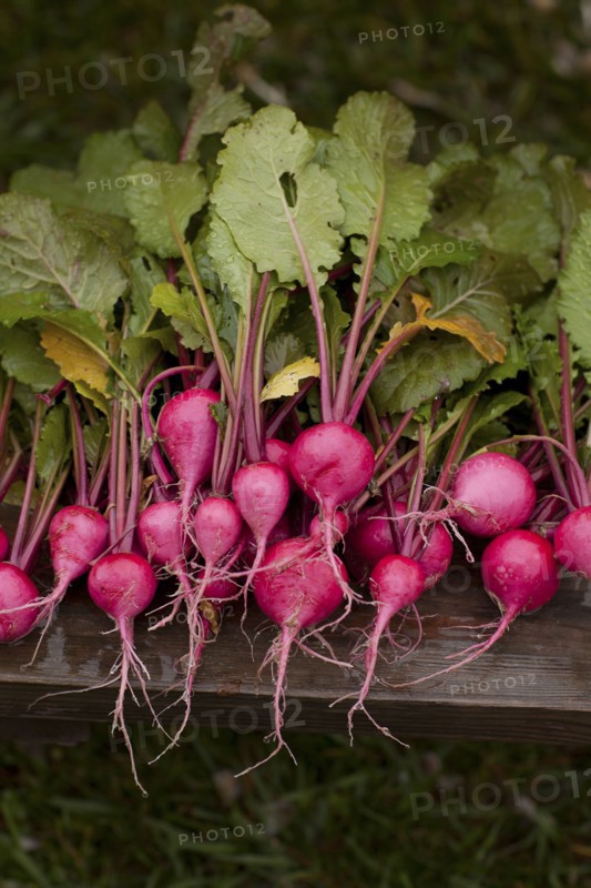 Close up of fresh radishes