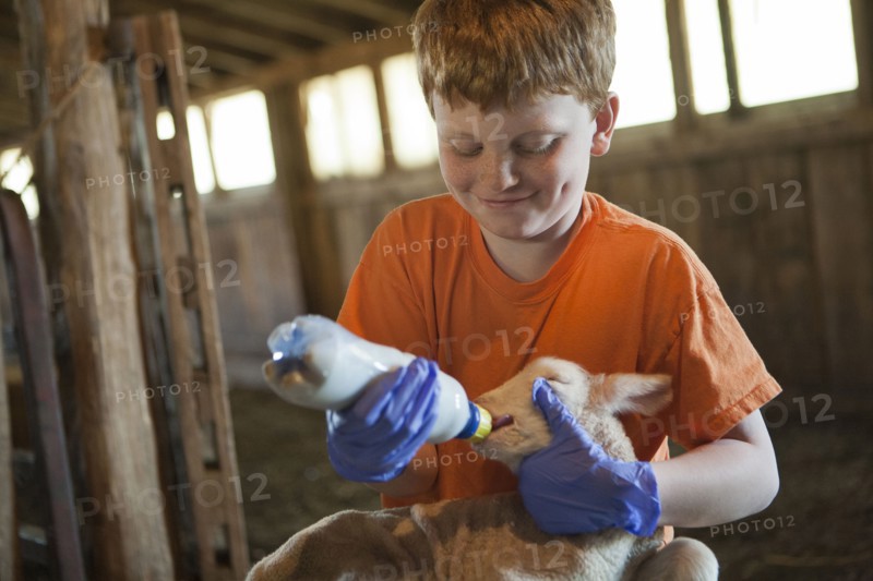 Smiling Caucasian boy feeding bottle to lamb