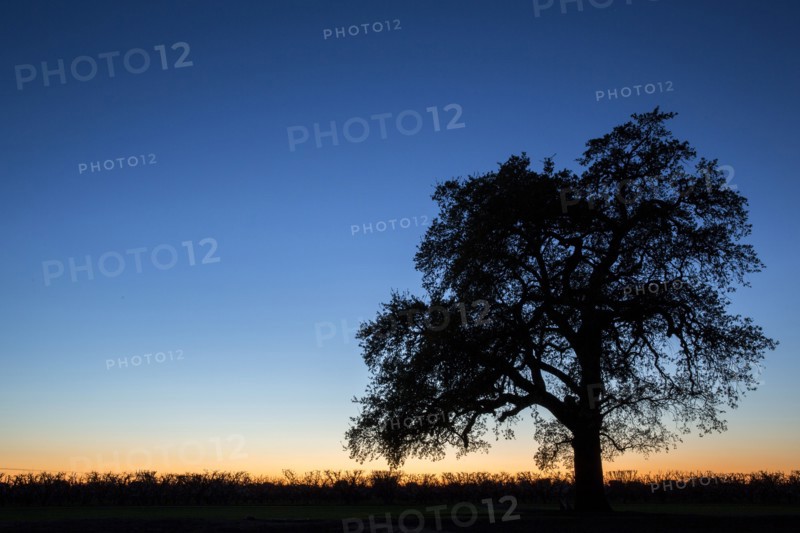 Silhouette of tree in rural field under sunset sky