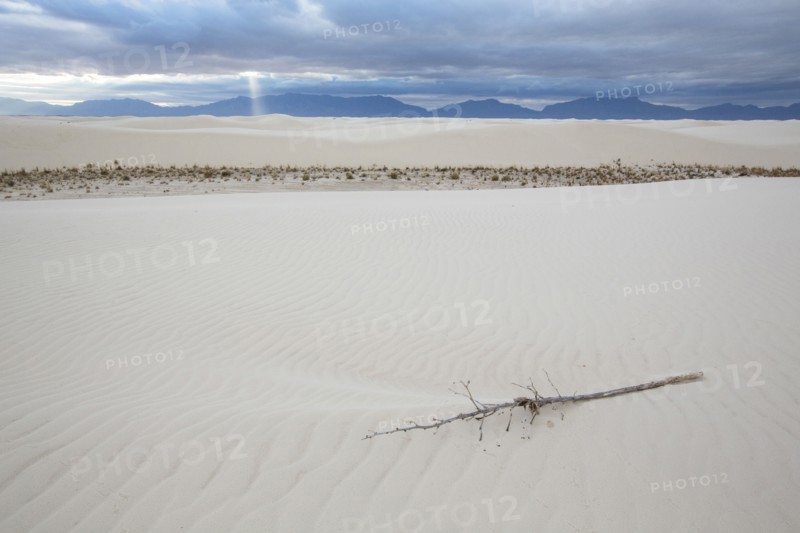 Discarded branch on sand dune