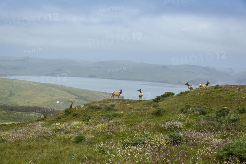 Elk grazing on hilltop in remote landscape
