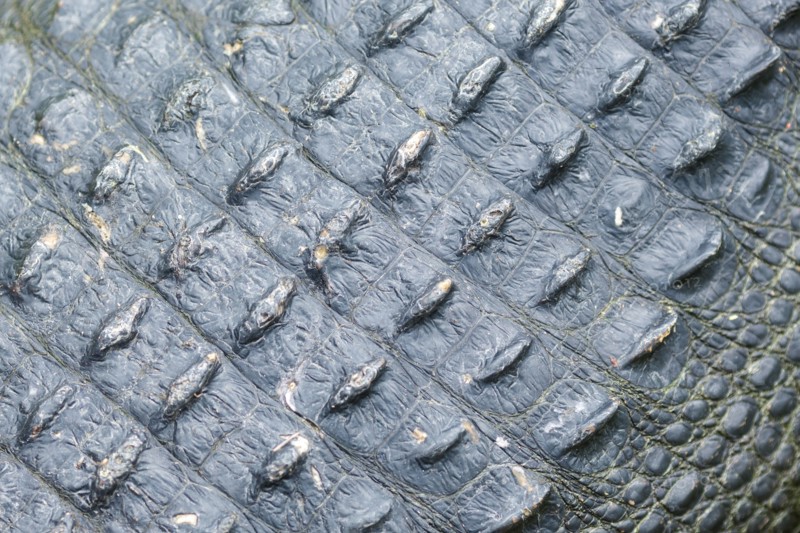 Close up of rough alligator skin