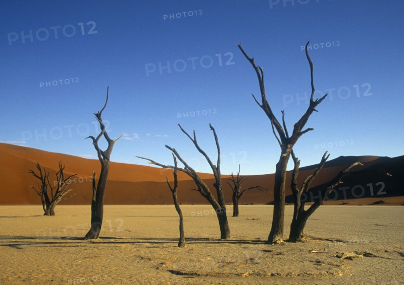 Bare trees in remote desert