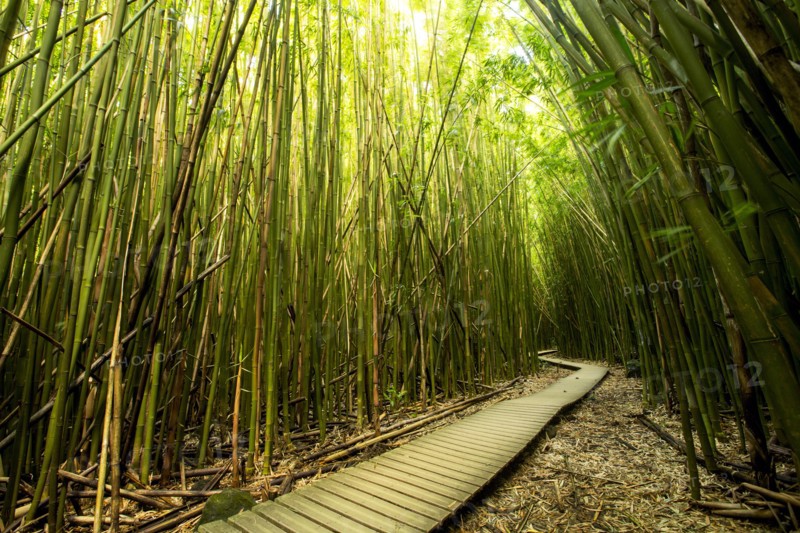 Wooden walkway through bamboo forest