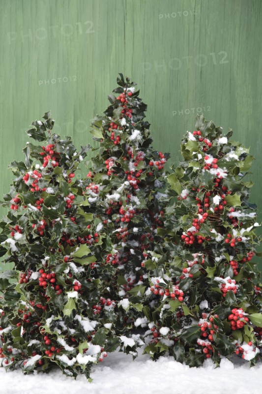 Snow on holly bushes