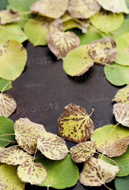Autumn leaves on surface