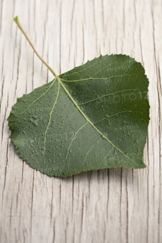 Close up of green leaf