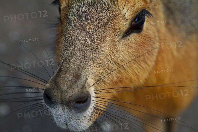 Close up of nose of capybara
