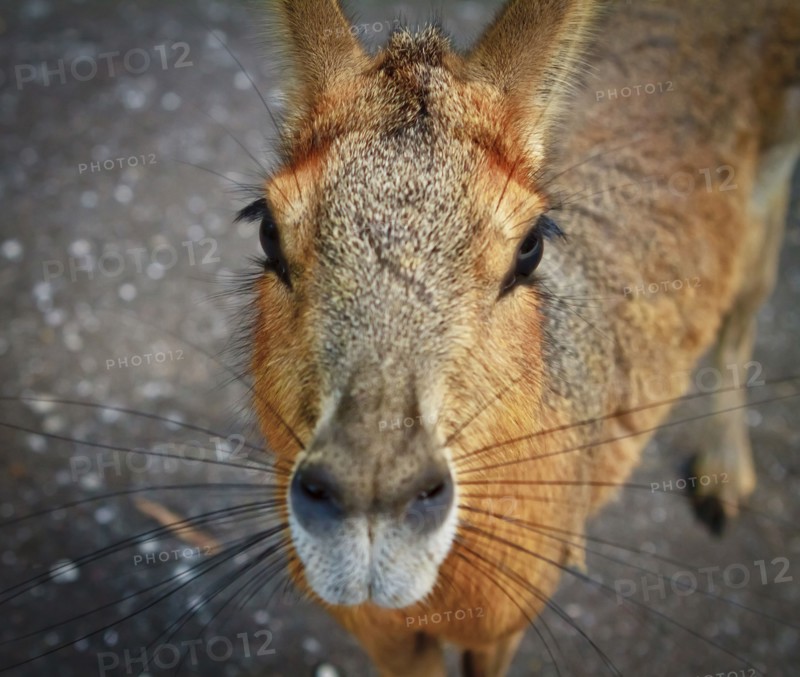 Close up of nose of capybara