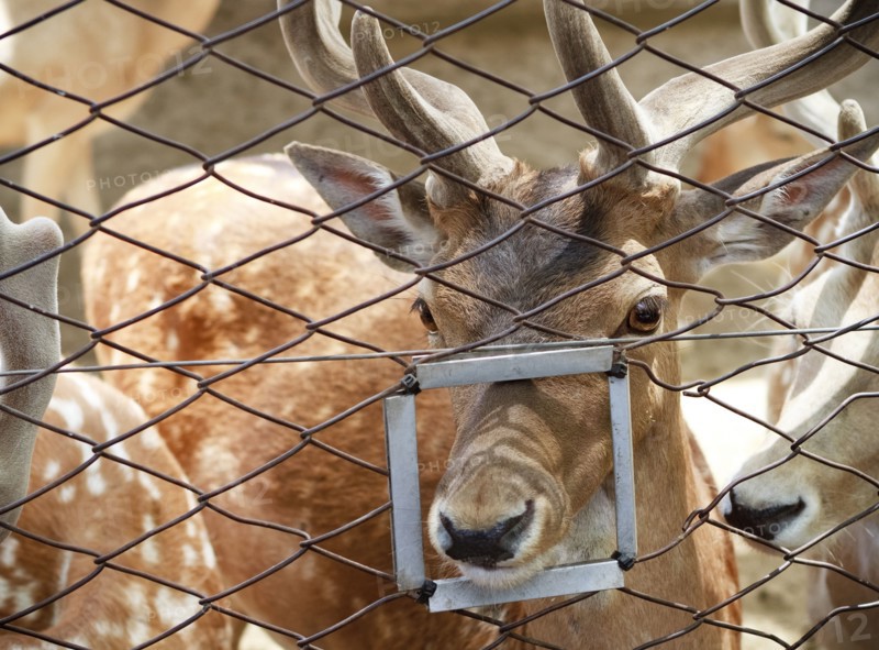 Close up of animal poking nose through feeding hole in fence