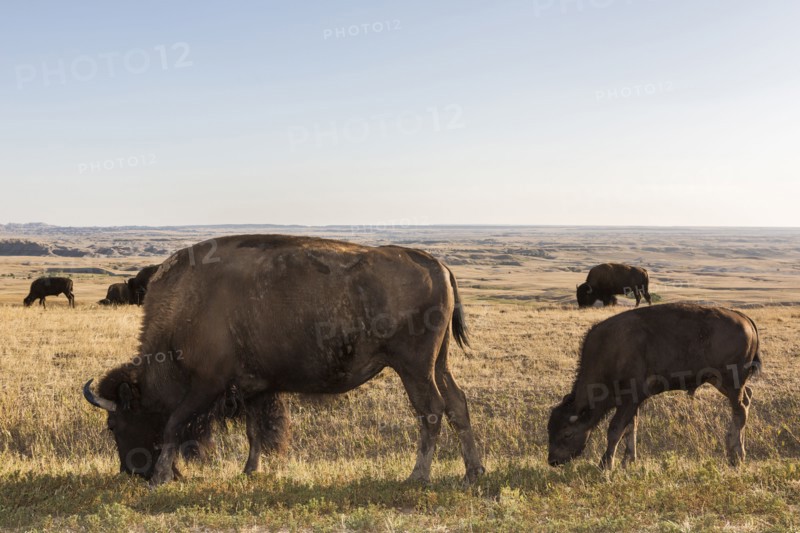 Bison grazing in grassy remote field