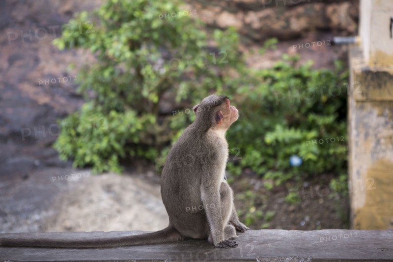 Monkey relaxing on rock wall