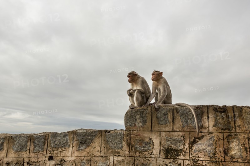 Monkey sitting on rock wall