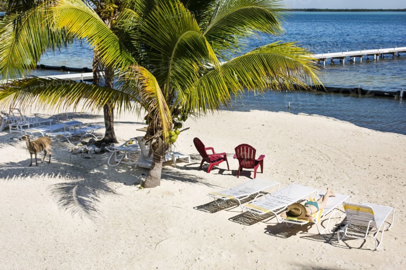 Deck chairs and palm trees on tropical beach