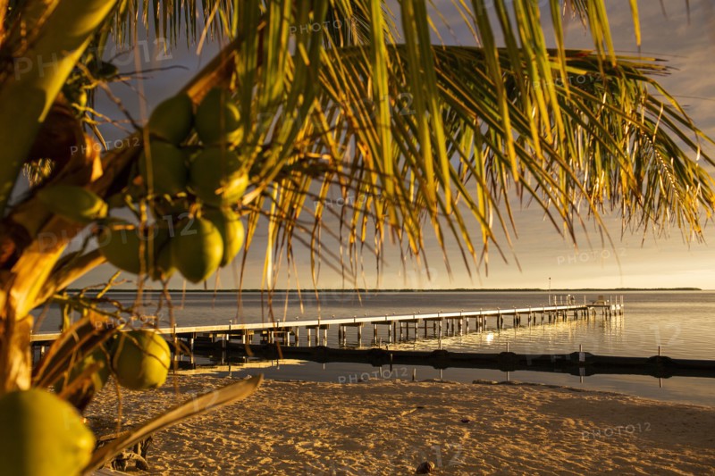 Palm tree over dock and beach