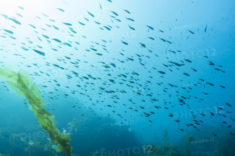 Fish swimming in ocean