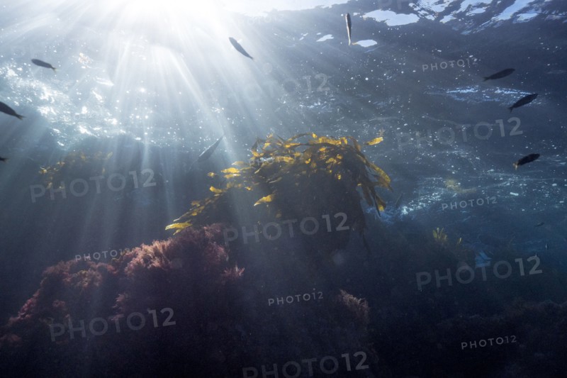 Sunbeams on fish swimming in ocean