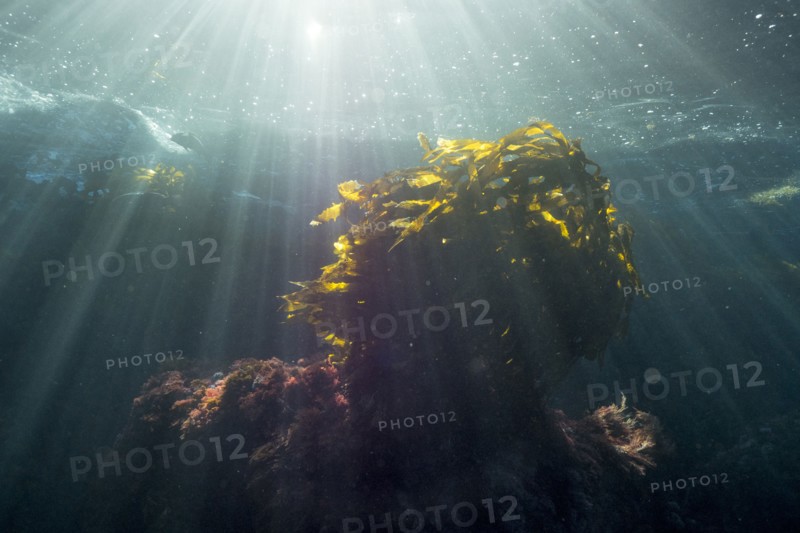 Sunbeams on fish swimming in ocean