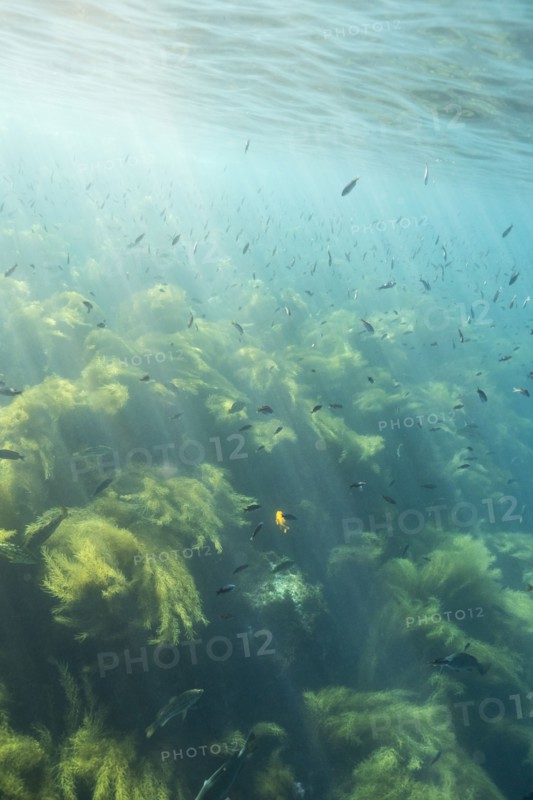 Sunbeams on fish swimming in ocean