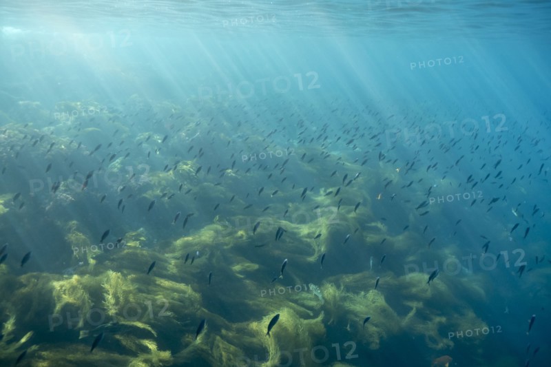 Sunbeams on fish swimming in ocean