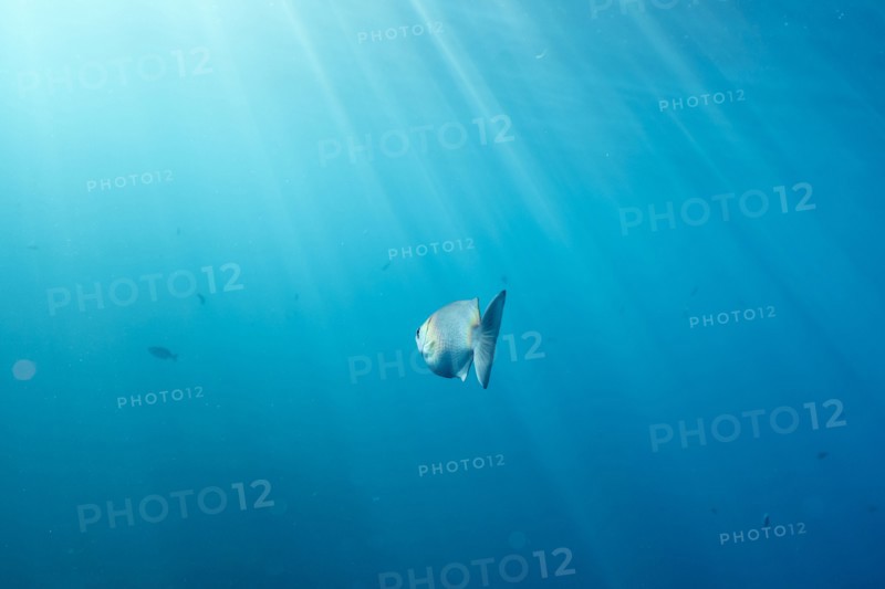 Sunbeams on fish swimming in ocean