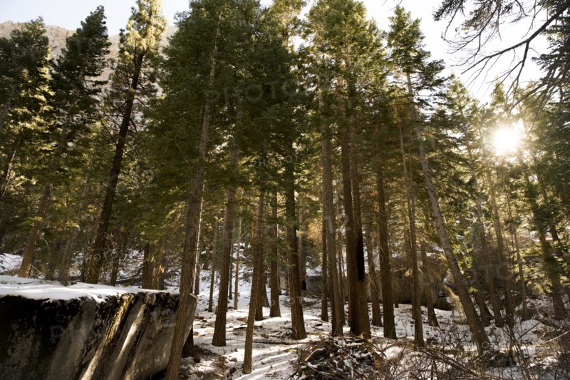 Snow in sunny forest