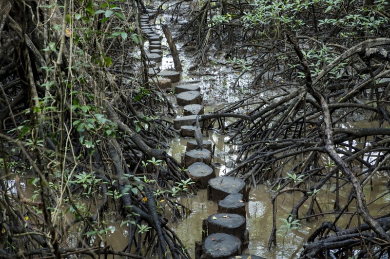 Tree stump path in mangrove