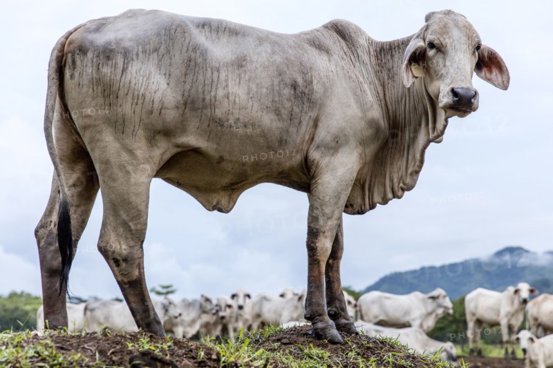 Cow standing on hill