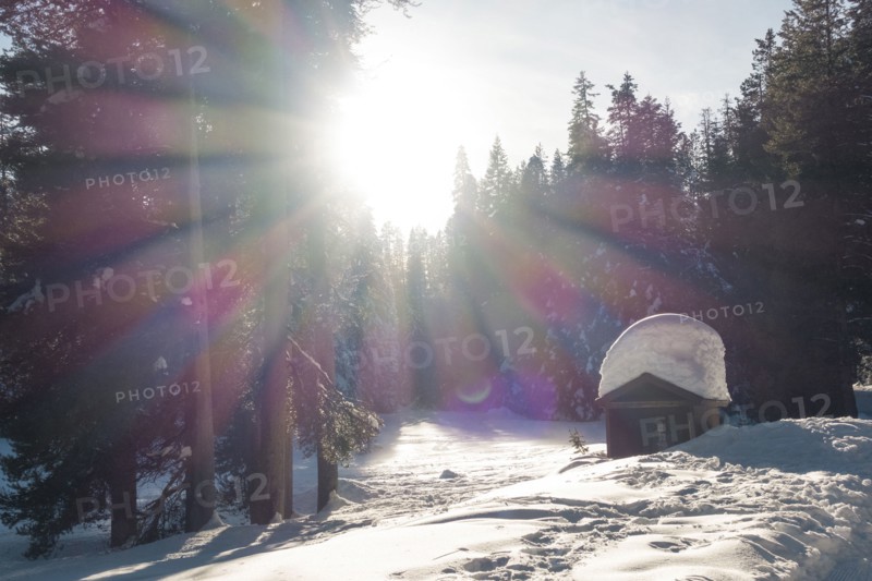 Sunbeams on snow covered house in forest