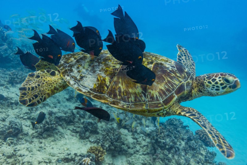 Fish nibbling shell of swimming sea turtle