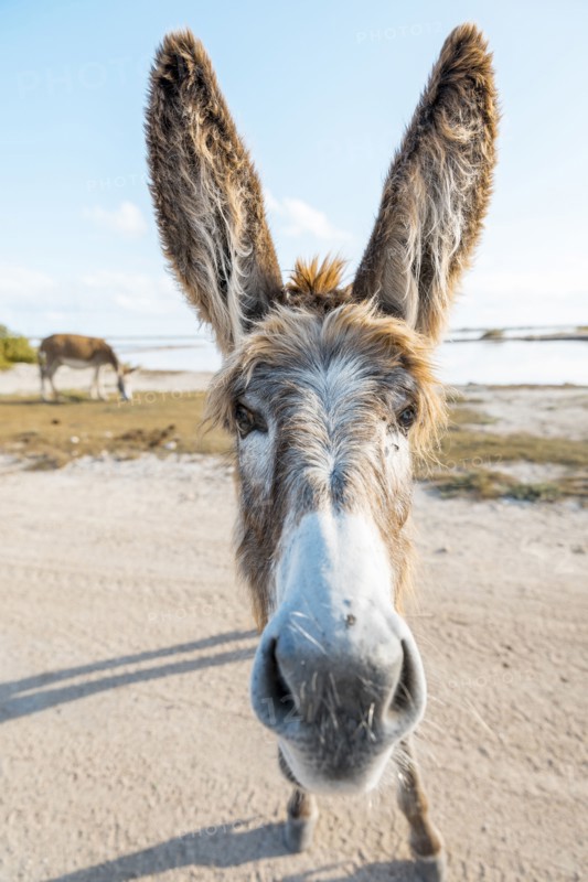 Close up of face of donkey