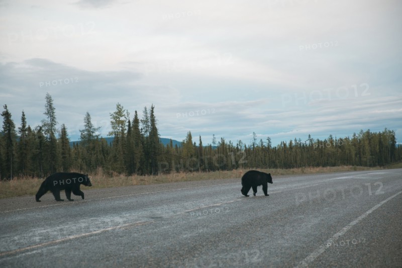 Bears crossing road