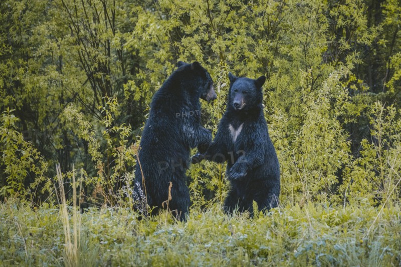 Bears standing in forest