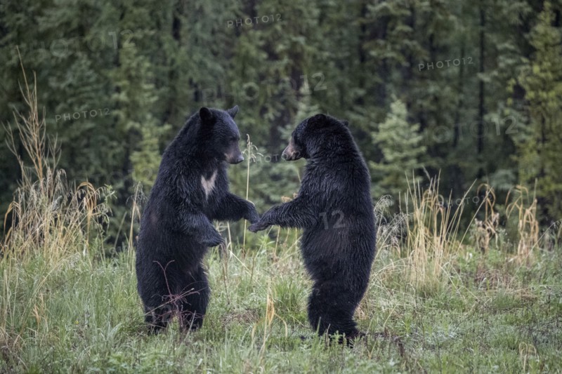 Bears standing in the forest