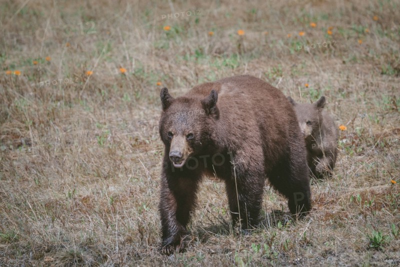 Bears walking in field