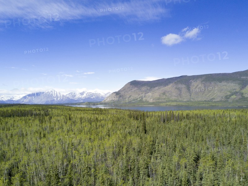 Scenic view of trees and river near mountain