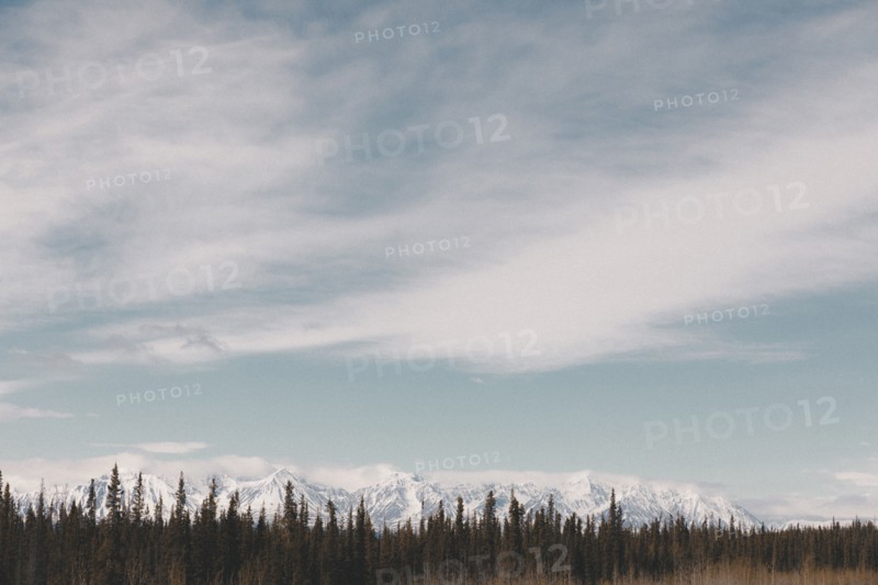 Trees near snowy mountain range