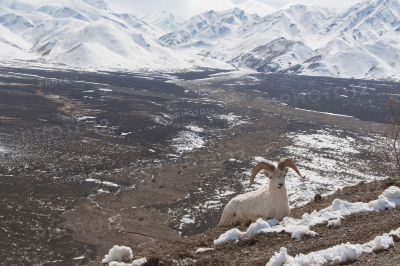 Ram relaxing on snowy mountain