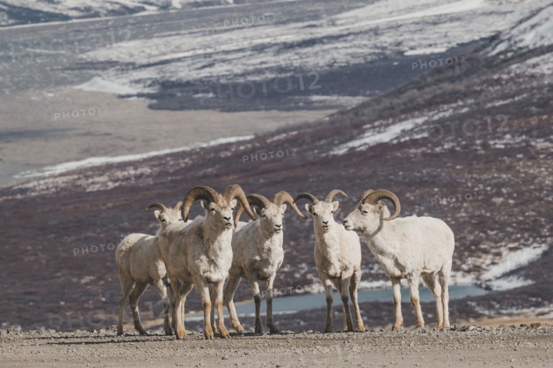 Rams on snowy mountain