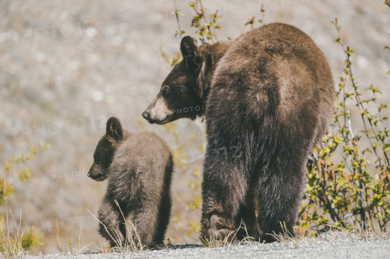 Rear view of bear and cub walking