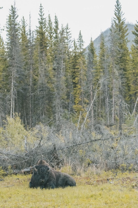 Bison relaxing in field
