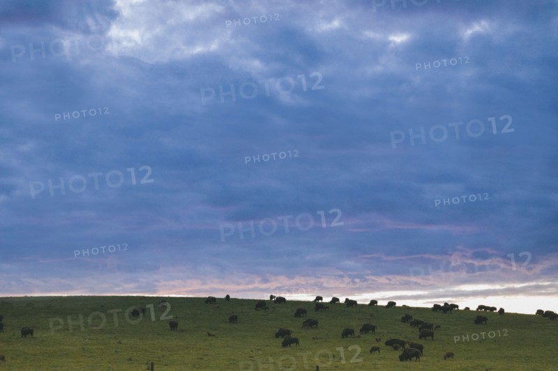 Clouds over bison grazing in field