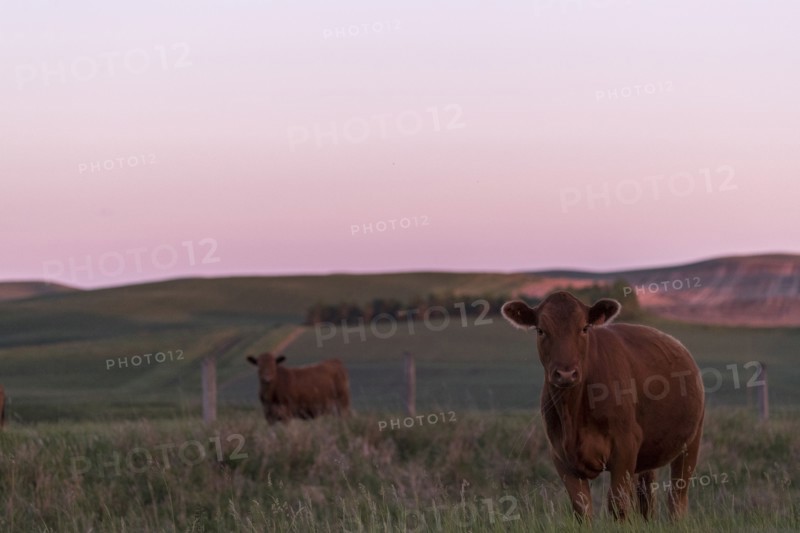 Cows in pasture