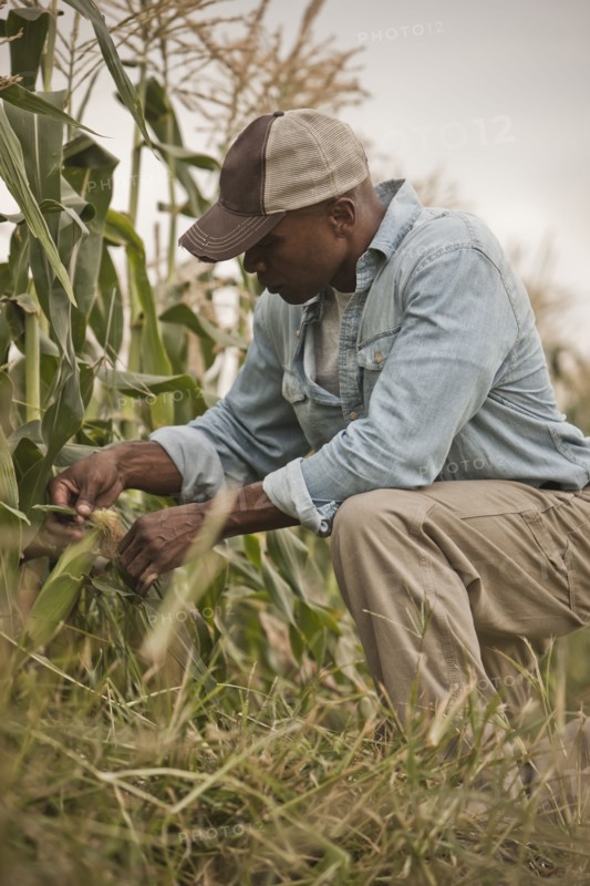 African American farmer tending crops