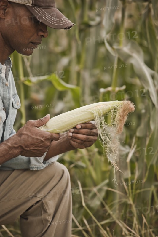 African American farmer tending corn crop