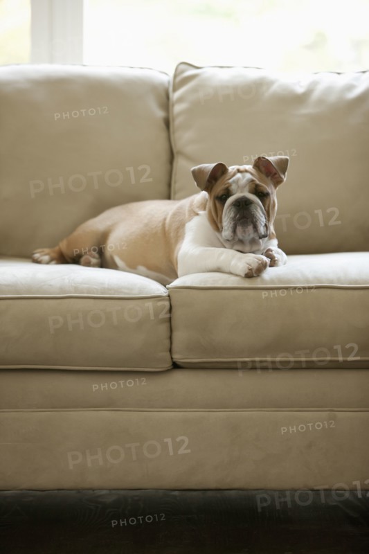 English bulldog laying on sofa