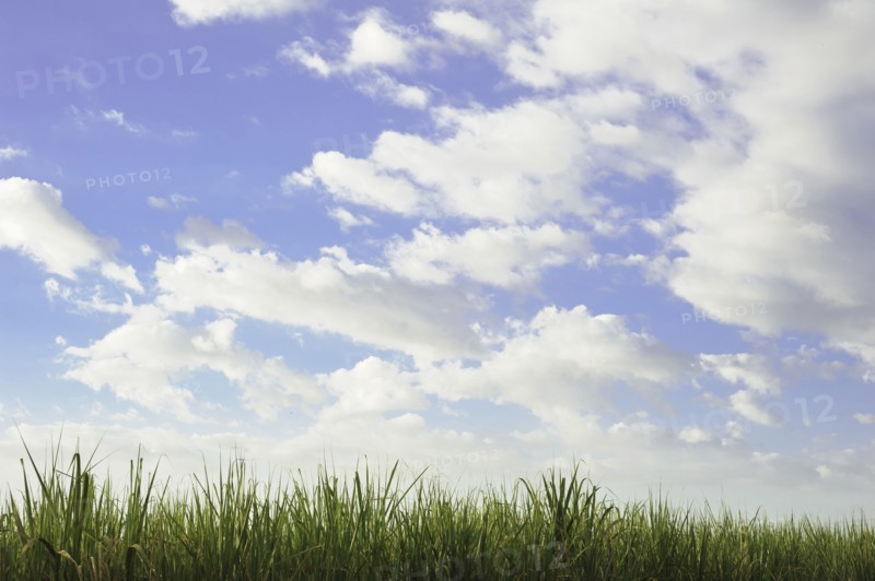Tall grass under blue sky